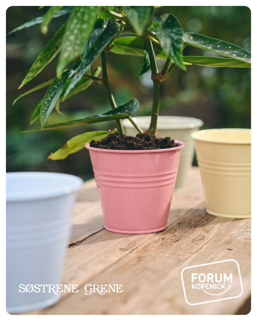 Søstrene Grene Angebot im Forum Köpenick - Blumentopf